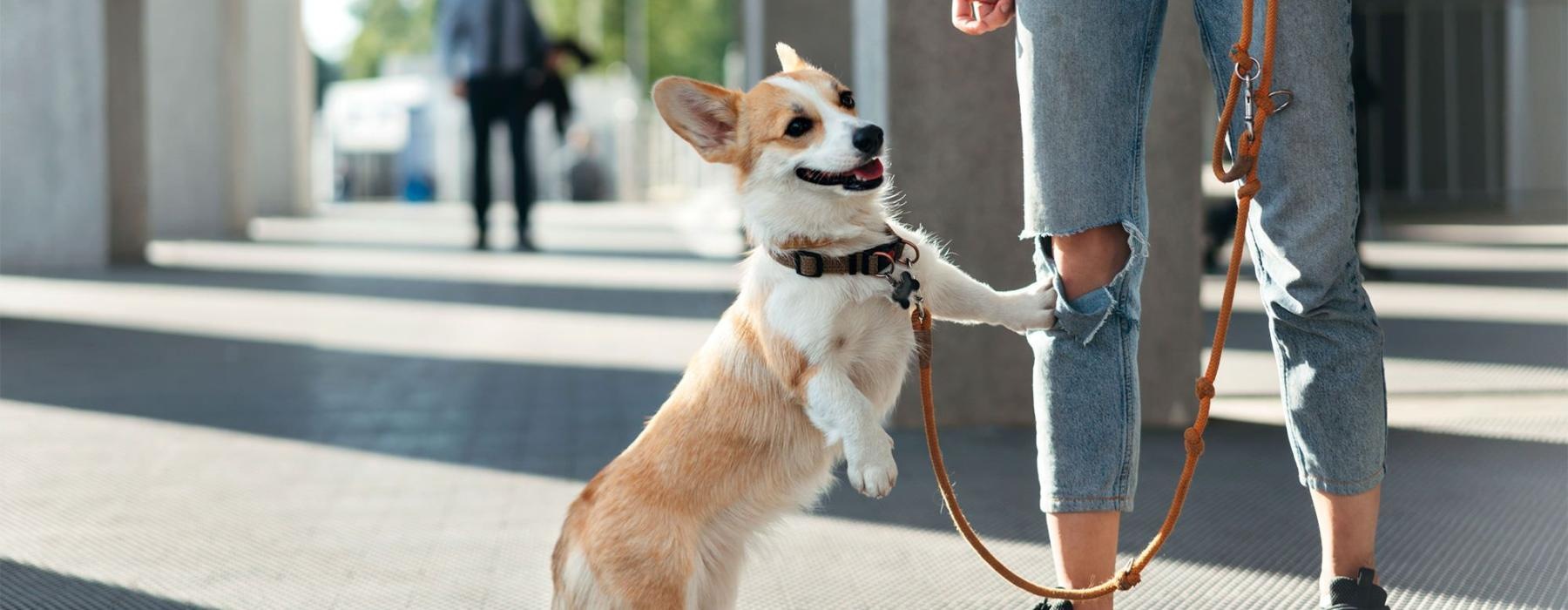 a dog on a leash